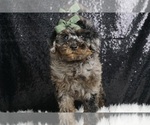 Puppy Jagger AKC Schnoodle (Miniature)