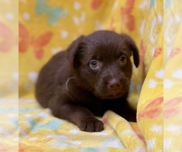 Medium Photo #4 Labrador Retriever-Unknown Mix Puppy For Sale in Duluth, MN, USA