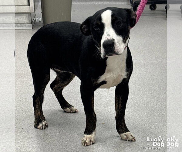 Medium Photo #2 Catahoula Leopard Dog-Labrador Retriever Mix Puppy For Sale in Washington, DC, USA