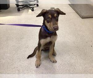 Doberman Pinscher-Siberian Husky Mix Dogs for adoption in Riverside, CA, USA