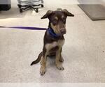 PEPPERCORN - Male Doberman Pinscher-Siberian Husky Mix Dog for Adoption - Small photo