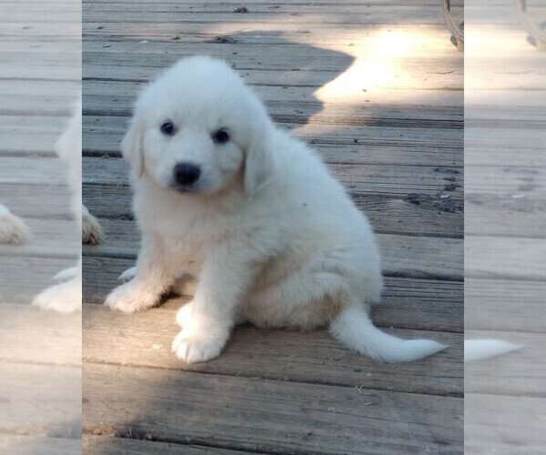 Medium Photo #3 Great Pyrenees Puppy For Sale in SHELBYVILLE, TN, USA