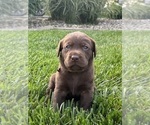 Puppy Puppy 4 remi Labrador Retriever