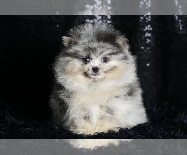 Medium Photo #3 Pomeranian Puppy For Sale in WARSAW, IN, USA