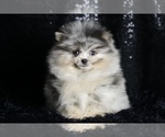 Small #2 Pomeranian