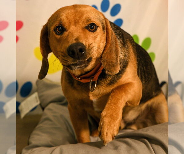 Medium Photo #4 Mutt Puppy For Sale in Brooklyn Center, MN, USA