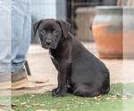 Small #2 Labrador Retriever Mix