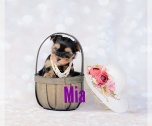 Yorkshire Terrier Puppy for sale in PORTLAND, OR, USA