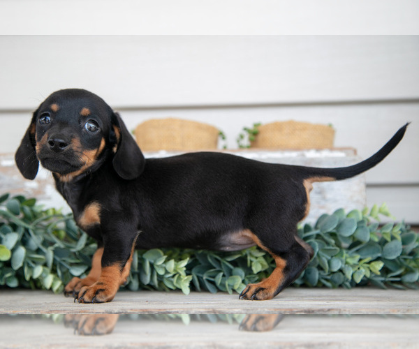 Medium Photo #2 Dachshund Puppy For Sale in NAPPANEE, IN, USA