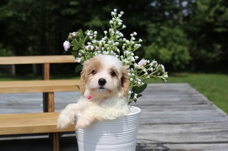 Medium Cavachon