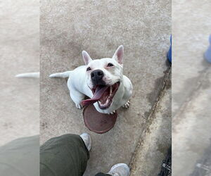 Mutt Dogs for adoption in Temple, TX, USA