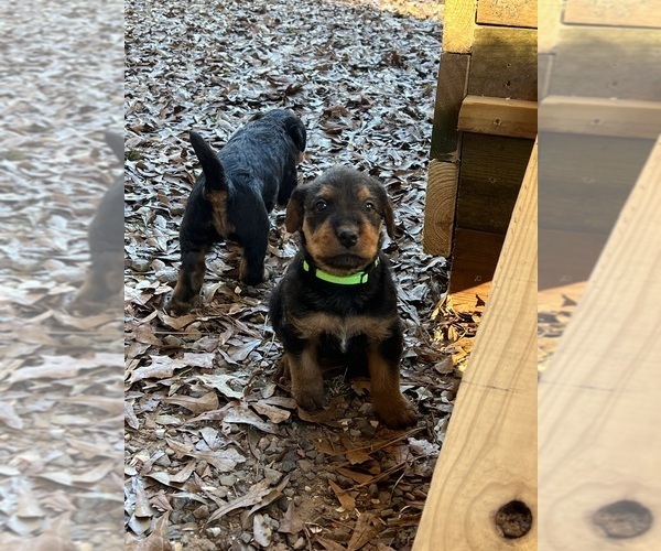 Medium Photo #7 Airedale Terrier Puppy For Sale in GILMER, TX, USA