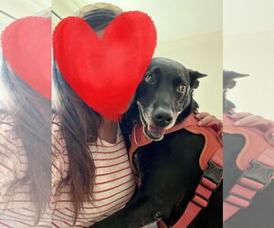 Mutt Dogs for adoption in Fort Collins, CO, USA