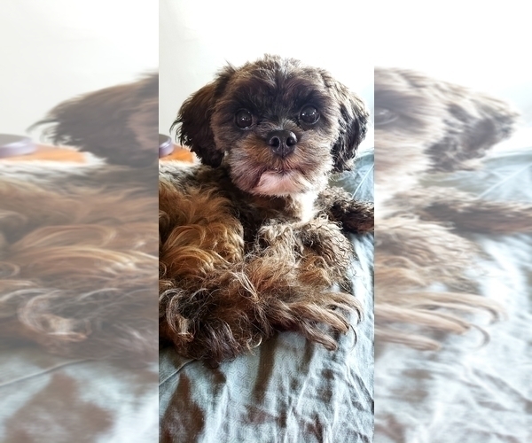 Medium Photo #1 Shih-Poo Puppy For Sale in ATLANTA, IN, USA