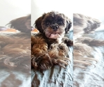 Small Photo #1 Shih-Poo Puppy For Sale in ATLANTA, IN, USA