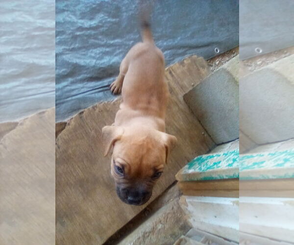 Medium Photo #17 Bulldog-Unknown Mix Puppy For Sale in Apple Valley, CA, USA
