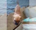 Small #16 Bulldog Mix