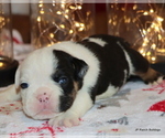 Small Photo #15 English Bulldog Puppy For Sale in WINNSBORO, TX, USA
