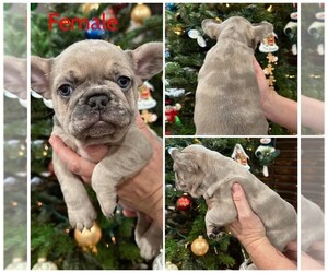 French Bulldog Puppy for sale in RIALTO, CA, USA