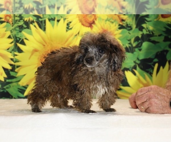 Medium Photo #22 Poodle (Toy) Puppy For Sale in DYERSBURG, TN, USA