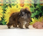 Spirit - Male Poodle (Toy) Puppy for Sale - Photo #22