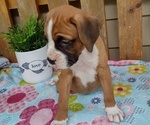 Small #1 Boxer