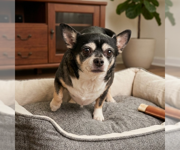 Medium Photo #9 Chihuahua-Unknown Mix Puppy For Sale in Vail, AZ, USA