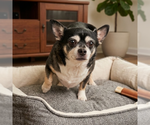 Small #8 Chihuahua Mix