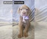 Puppy Annabelle Cane Corso