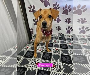 Chihuahua-Unknown Mix Dogs for adoption in Metairie, LA, USA