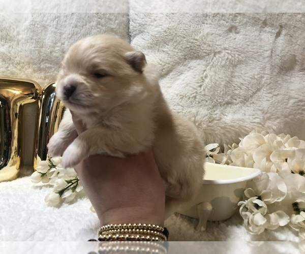 Medium Photo #4 Pomeranian Puppy For Sale in REDDING, CA, USA