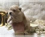 Small Photo #4 Pomeranian Puppy For Sale in REDDING, CA, USA