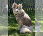 Small Siberian Husky