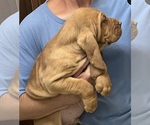 Red LM 4 - Male Bloodhound Puppy for Sale - Photo #12