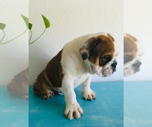 Medium Photo #3 Bulldog Puppy For Sale in GLENDALE, AZ, USA