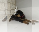 Small Photo #14 Rottweiler Puppy For Sale in FORT WORTH, TX, USA