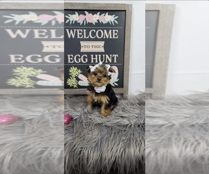 Yorkshire Terrier Puppy for sale in INDIANAPOLIS, IN, USA