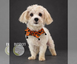 Burgdorf - Male Maltese Dog for Adoption - Photo #2
