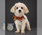 Small Photo #2 Maltese Puppy For Sale in Benton, LA, USA