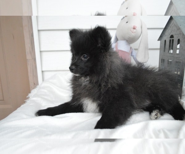 Medium Photo #3 Pomeranian Puppy For Sale in HONEY BROOK, PA, USA
