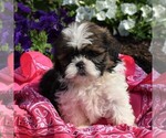 Small Photo #1 Shih Tzu Puppy For Sale in NARVON, PA, USA