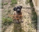 Small Photo #4 Cane Corso Puppy For Sale in DENTSVILLE, MD, USA