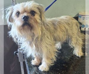 Shih Tzu-Unknown Mix Dogs for adoption in Carrollton, TX, USA