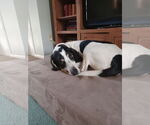 Small #1 Coonhound Mix