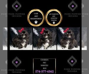 Shih Tzu Puppy for sale in WARSAW, IN, USA