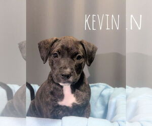 American Pit Bull Terrier-Unknown Mix Dogs for adoption in Overland Park, KS, USA