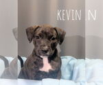 Small American Pit Bull Terrier Mix