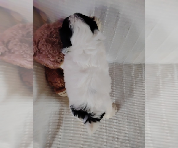 Medium Photo #3 Cockapoo (Miniature) Puppy For Sale in FITZGERALD, GA, USA