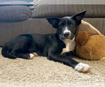Small #20 Labrador Retriever Mix