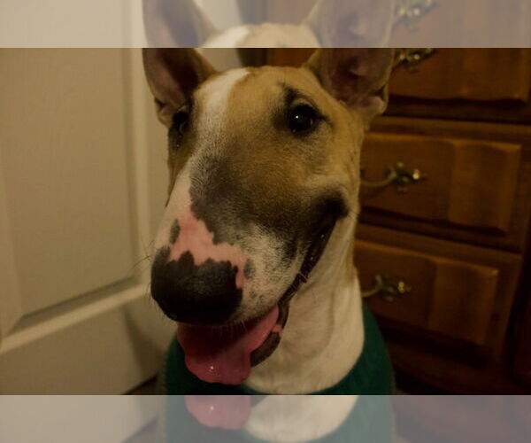 Medium Photo #1 Bull Terrier-Unknown Mix Puppy For Sale in Las Vegas, NV, USA